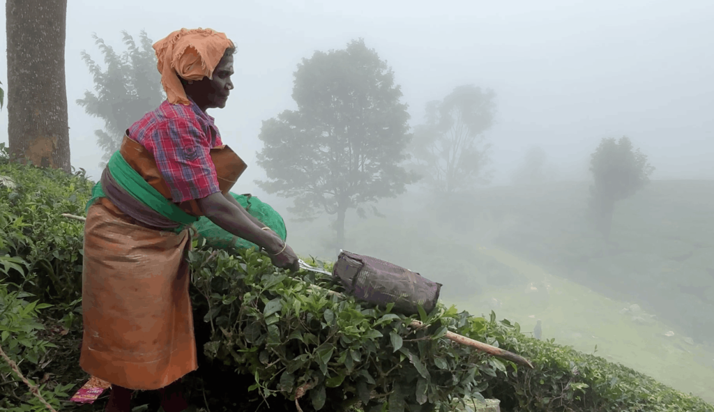 Estate worker plucking tea leaves.