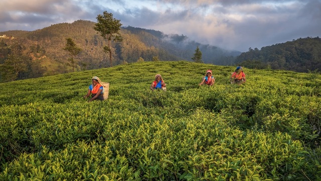 In Tamil Nadu’s Kothagiri Hills tea estates, gum disease is widespread – toothbrush a rarity
