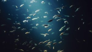 Microplastics found in edible muscle of fish sampled at Vizag Harbour. A neurologist explains what it means