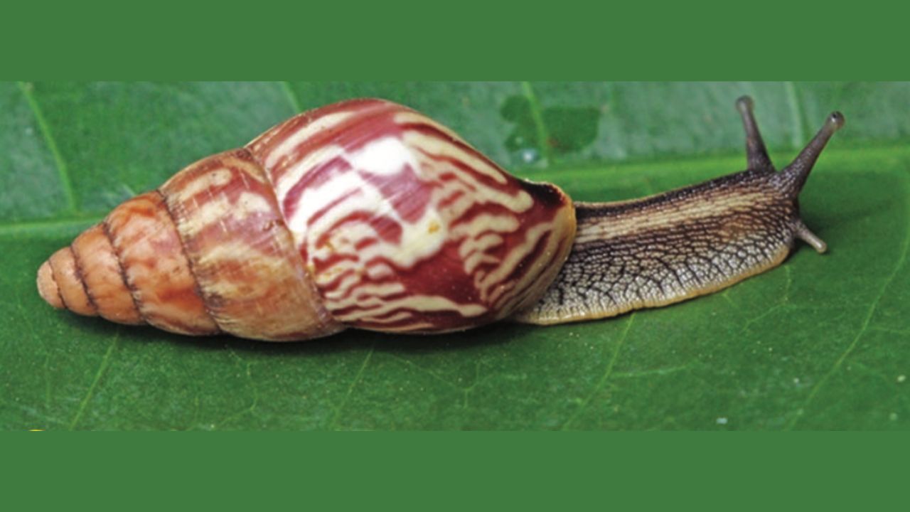 After the rains, Giant African Snails leave a trail of damage in Kerala
