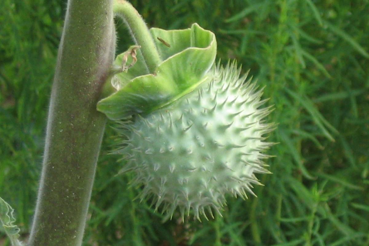 Datura fruit