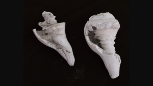 conch shells