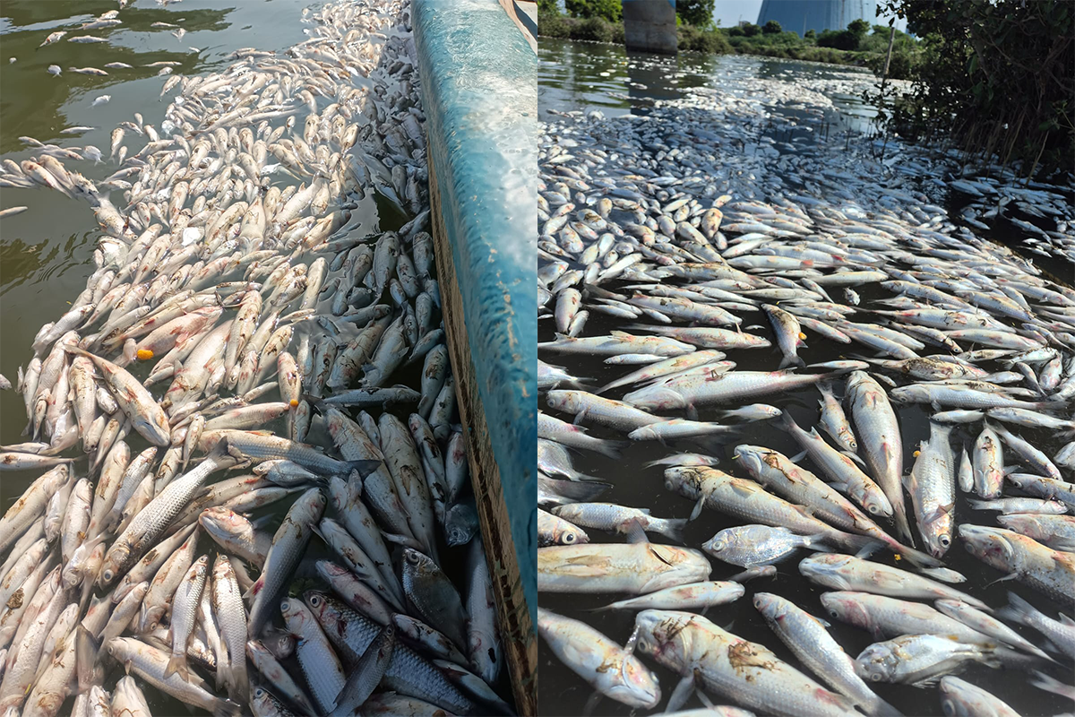 Fisherman block highway, stage protests as tonnes of fish found dead near Ennore