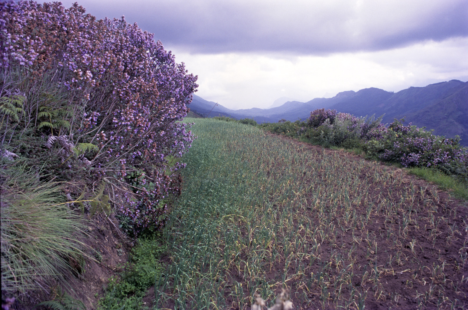 Neelakurinji blooms on Munnar’s hills after 12 years, as habitat loss continues to threaten the rare flower