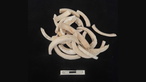 shell artifacts01