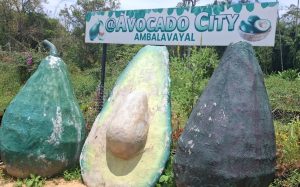 An avocado sculpture built by ARARS after Ambalavayal was declared an ‘Avocado City’ by the state government in 2025.