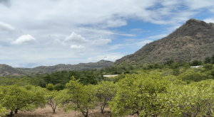 Cashew trees growing across a hilly landscape in the Megamalai region, with forested mountains in the background.