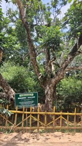 The avocado tree in ARARS campus