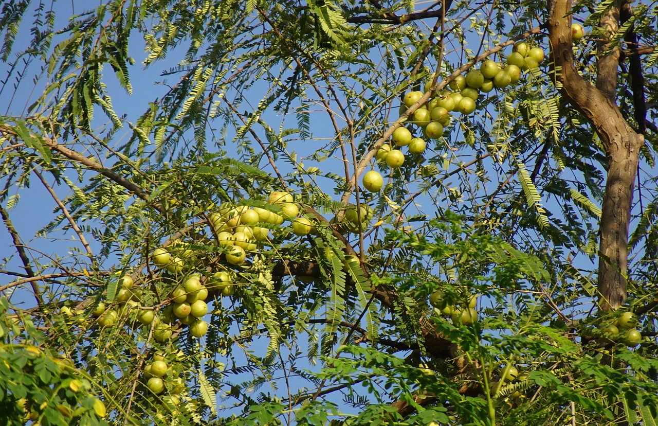 Indian gooseberry is a rich source of vitamin C.