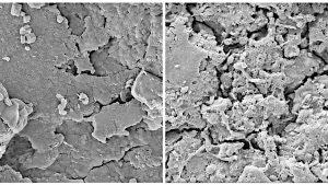 Plastispher