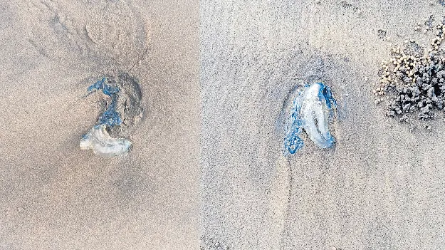 Jelly Fish: ఏపీ సముద్రతీరంలో విషపురుగులు.. పర్యాటకులపై దాడి.. ఆస్పత్రిపాలు.. కలకలం