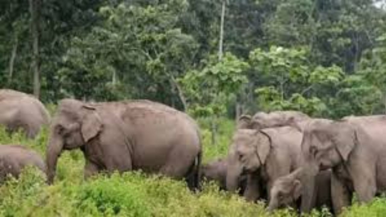 Elephant Attack: ఏనుగుల దాడిలో రైతు మృతి.. పవన్ కళ్యాణ్ కీలక ఆదేశాలు Elephant Attack: ఏనుగుల దాడిలో రైతు మృతి.. పవన్ కళ్యాణ్ కీలక ఆదేశాలు