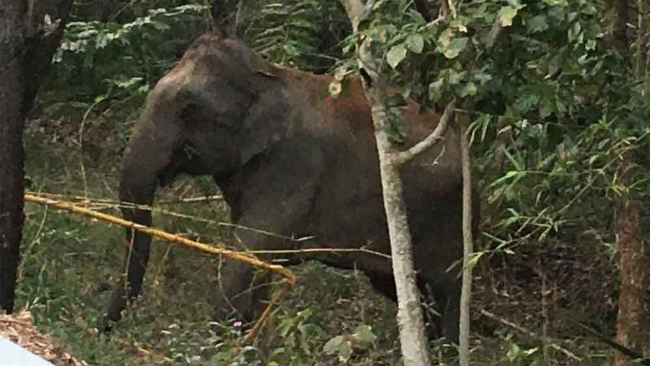 Elephants On Srivari Mettu:  భక్తులకు అలర్ట్..  శ్రీవారి మెట్టు మార్గంలో ఏనుగుల కలకలం