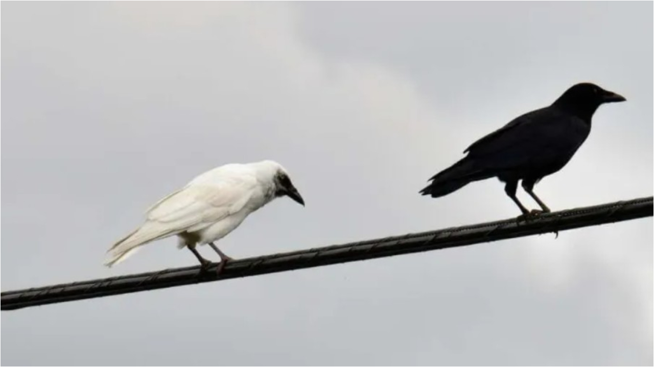 White crow: కాకుల్లో నల్లటివి మాత్రమే ఉంటాయా? తెల్లటివి ఉండవా!