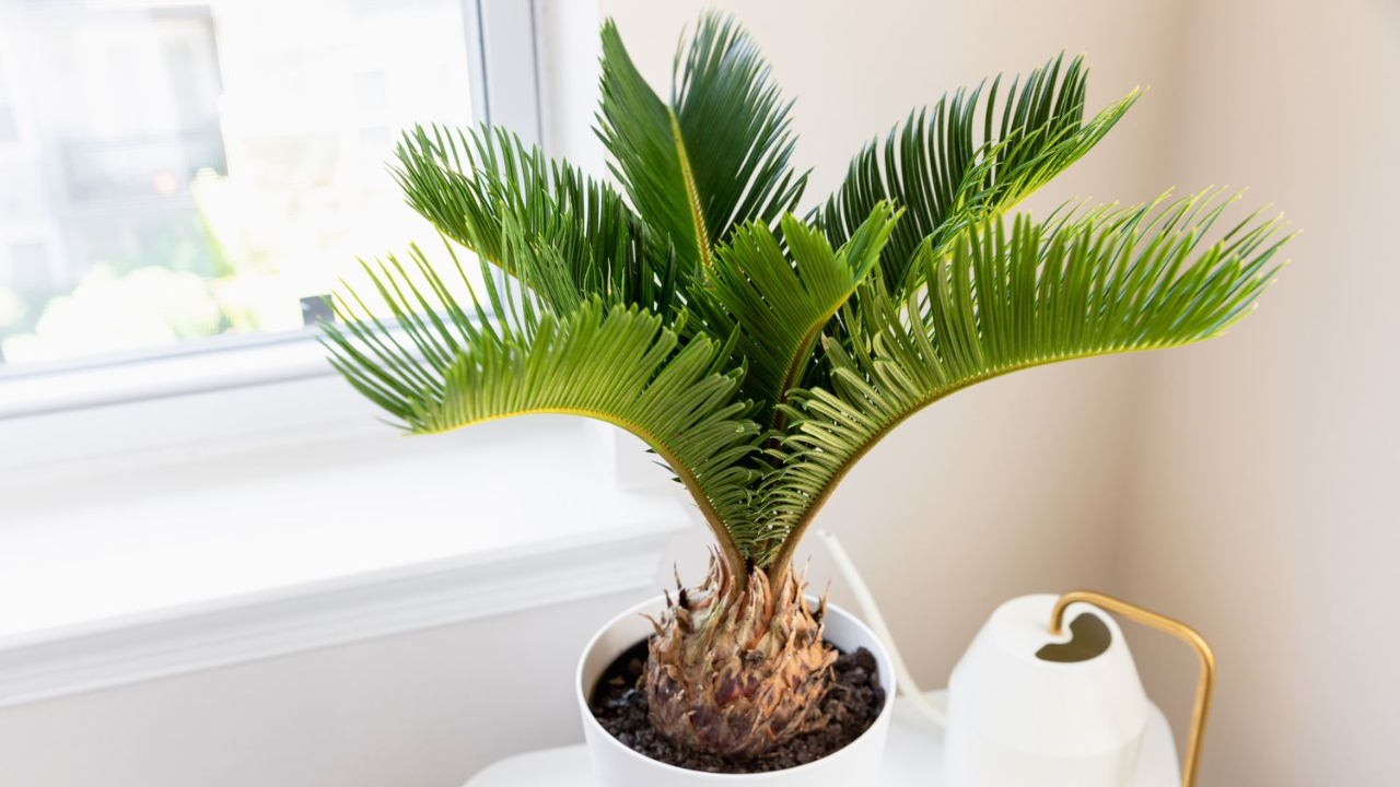 Plants at home: ఈ మొక్కలు పెంచితే.. ప్రపంచమంతా అందం మీ ఇంట్లోనే! Plants at home: ఈ మొక్కలు పెంచితే.. ప్రపంచమంతా అందం మీ ఇంట్లోనే!
