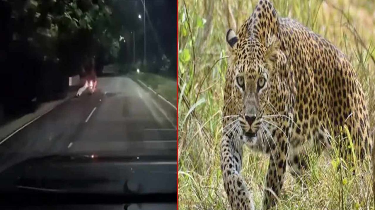 Leopard Attacks In Tirupati:  తిరుపతిలో బైక్ ప్రయాణికులపై చిరుత దాడి.. వీడియో వైరల్