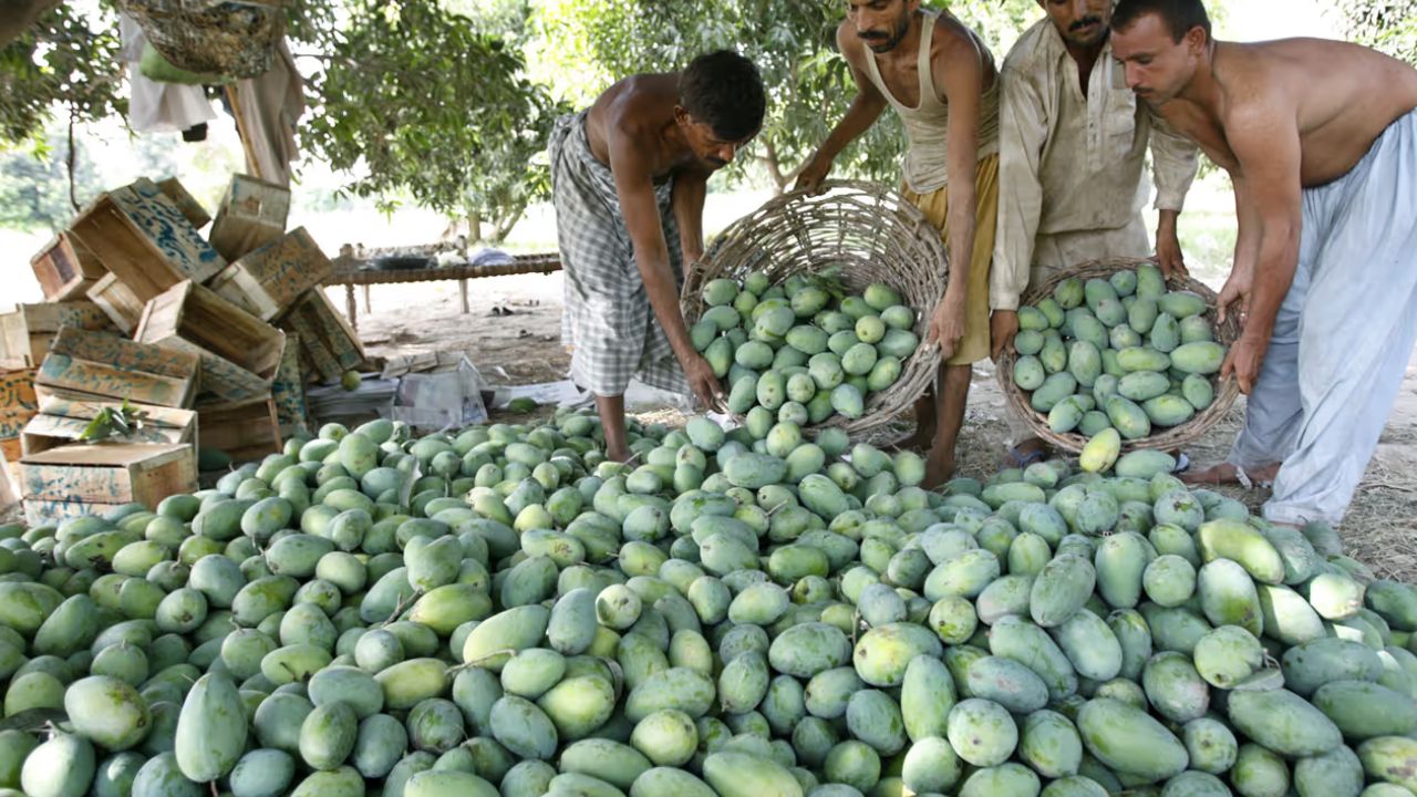 Mango Farmers: మామిడి రైతులకు ఊరట.. రూ.260 కోట్లు విడుదల! Mango Farmers: మామిడి రైతులకు ఊరట.. రూ.260 కోట్లు విడుదల!