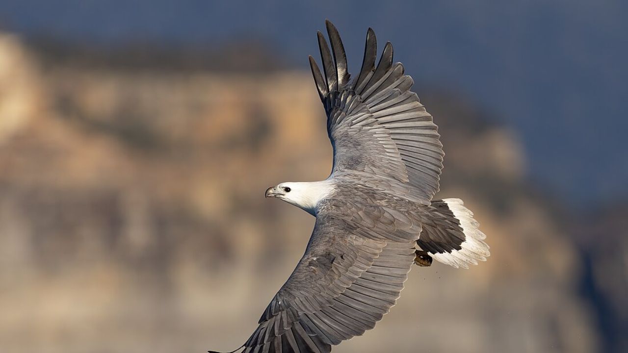 South Africa Eagle: దక్షిణాఫ్రికా నుంచి ఫిన్ లాండ్ కు ఈ గద్ద అసాధారణ ప్రయాణం