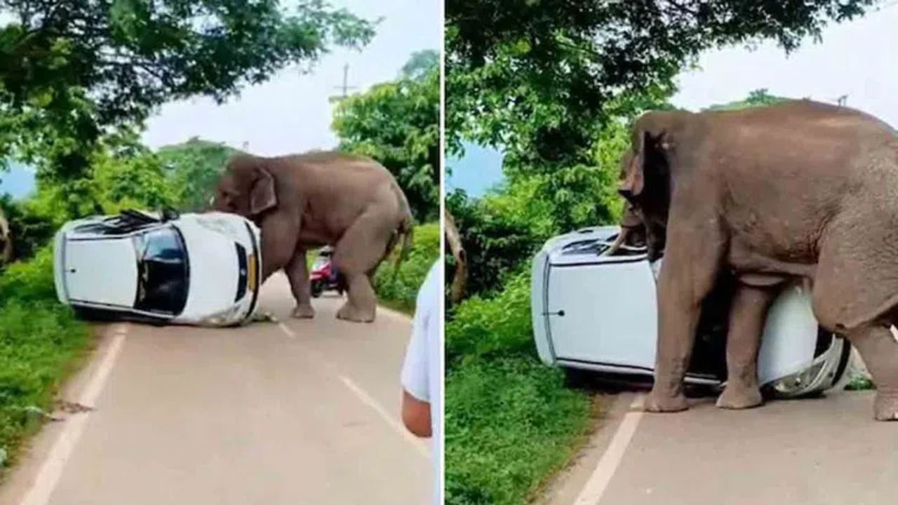 Elephant Attack: ఏనుగు బీభత్సం.. వీడియో వైరల్