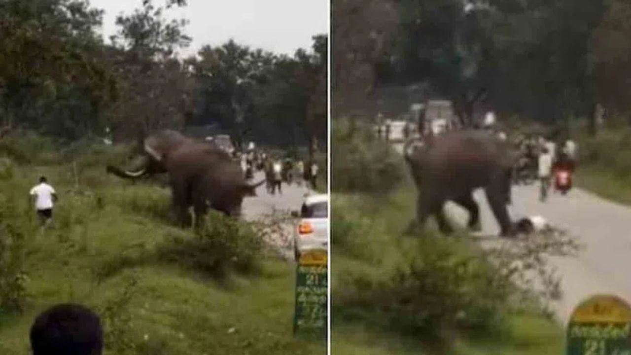 Elephant Attacks Tourist: టూరిస్ట్ పై దాడి చేసిన ఏనుగు.. వీడియో వైరల్