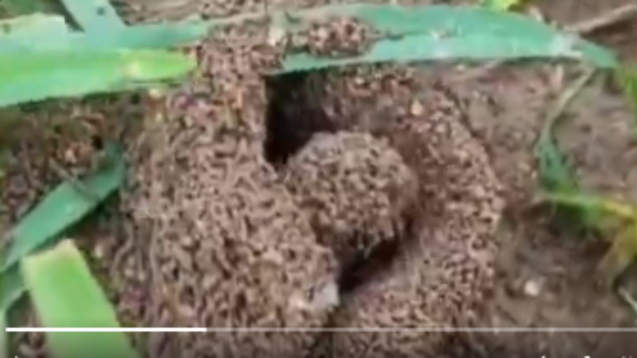 Nature Wonder Shivalinga: శివలింగం ఆకారంలో చీమల పుట్ట