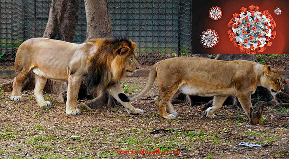 కరోనా సెకండ్ వేవ్ లో జంతువులకు కరోనా..! కరోనా సెకండ్ వేవ్ లో జంతువులకు కరోనా..!