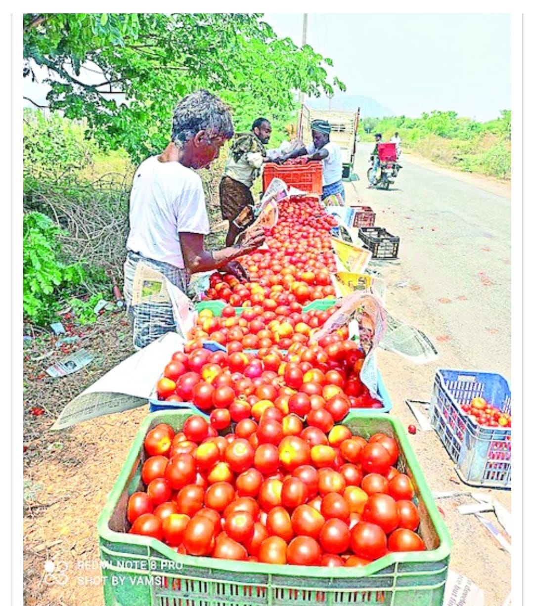 మార్కెట్కెళితే నష్టం..తోటవద్దే విక్రయం మార్కెట్కెళితే నష్టం..తోటవద్దే విక్రయం
