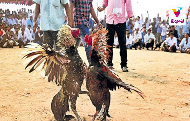 కోడి పందెం రాయుళ్లు అరెస్టు కోడి పందెం రాయుళ్లు అరెస్టు