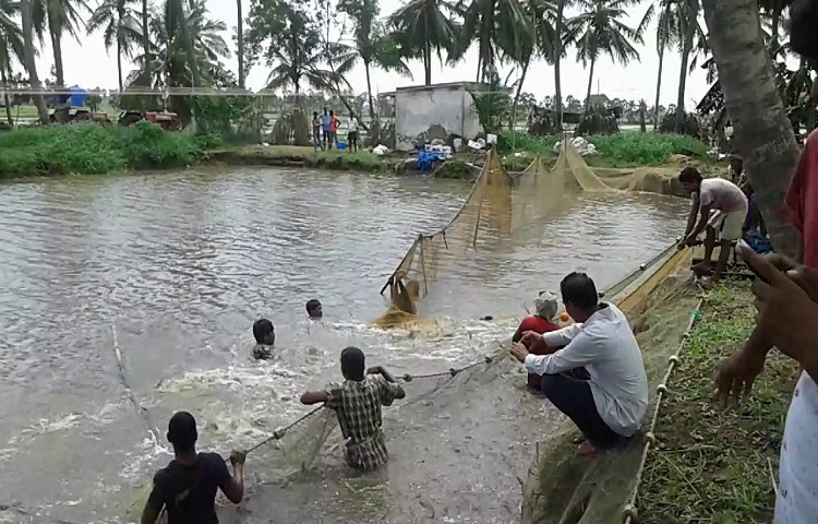 కొండెక్కిన రొయ్యల చెరువుల కౌలు ధరలు కొండెక్కిన రొయ్యల చెరువుల కౌలు ధరలు