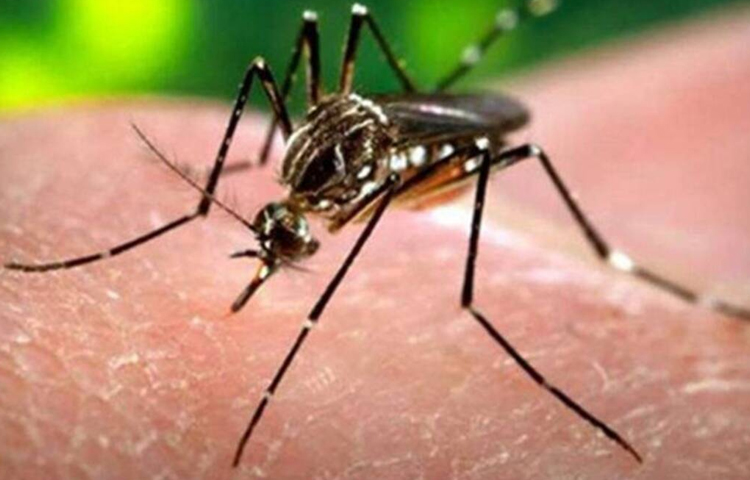 కేరళలో తొలి జికా వైరస్ కేసు కేరళలో తొలి జికా వైరస్ కేసు