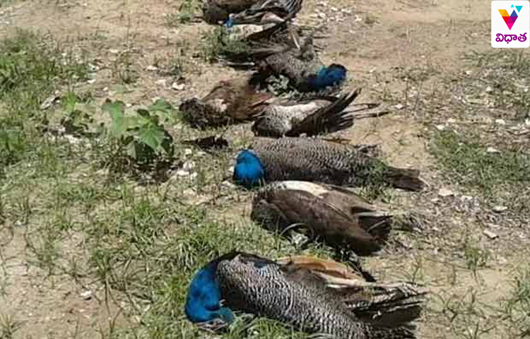 విషం కలిపిన ధాన్యం తిని 19 నెమళ్ల మృతి విషం కలిపిన ధాన్యం తిని 19 నెమళ్ల మృతి