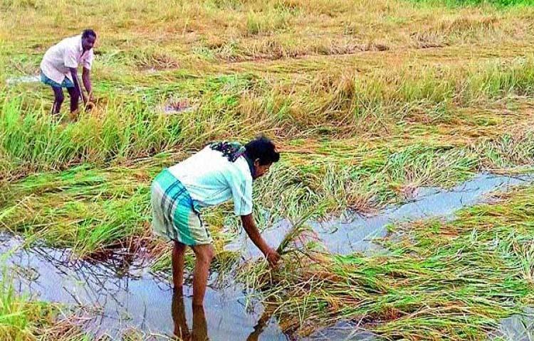 అన్నదాతలను ఘోరంగా దెబ్బతీసిన గులాబ్ తుఫాన్ అన్నదాతలను ఘోరంగా దెబ్బతీసిన గులాబ్ తుఫాన్