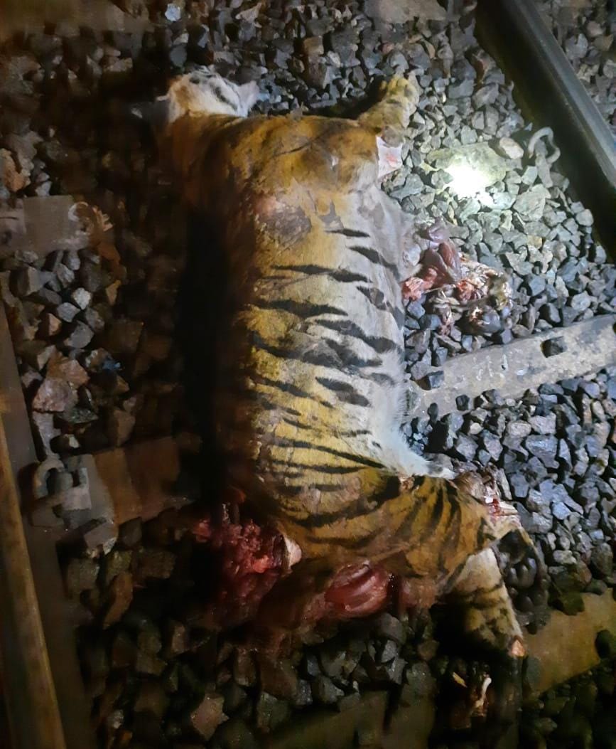 ప్రకాశం: ట్రైన్ ఢీకొని పెద్దపులి మృతి ప్రకాశం: ట్రైన్ ఢీకొని పెద్దపులి మృతి