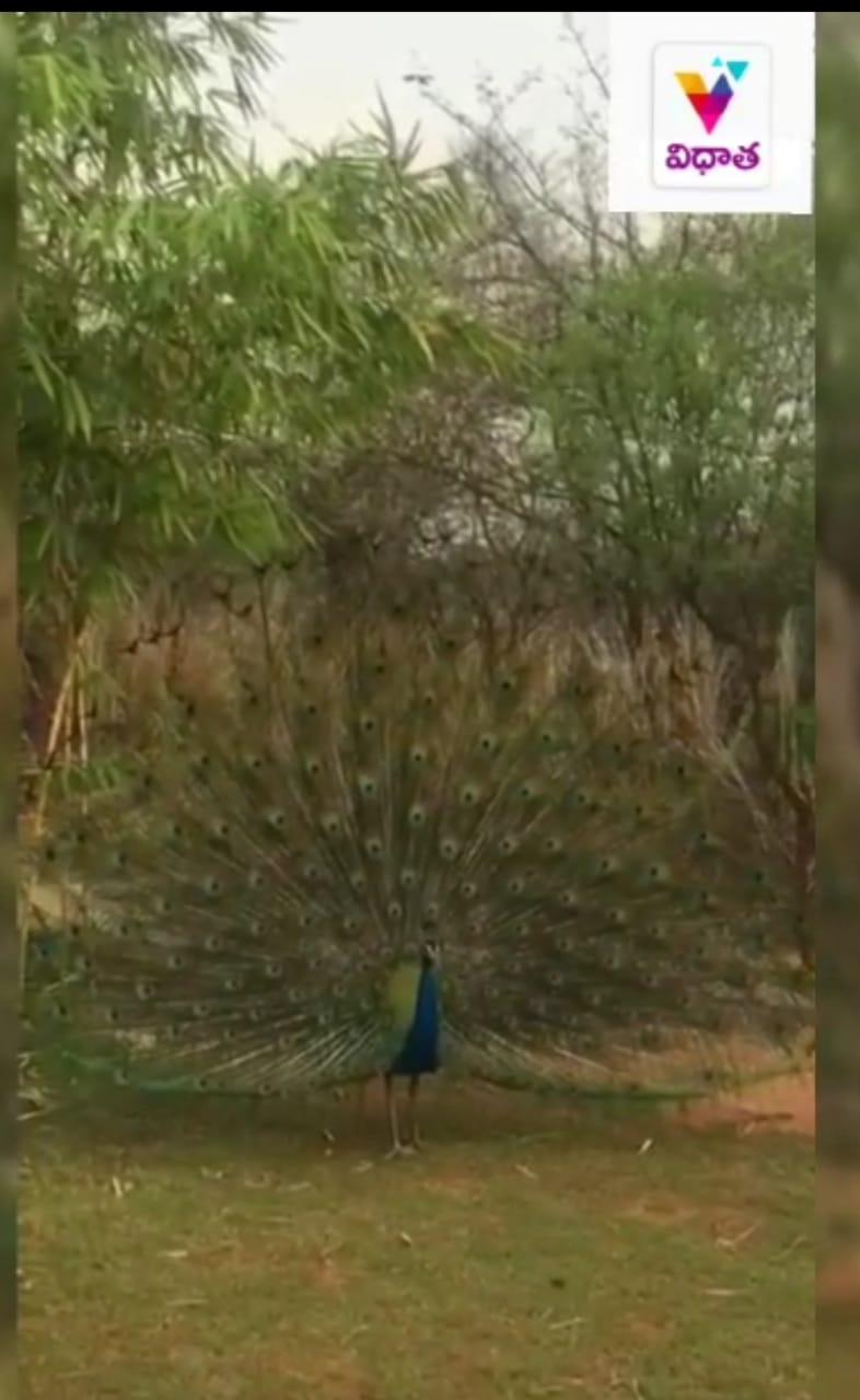 పురివిప్పిన మయూరం.. మైమరచిన జనం (వీడియో) పురివిప్పిన మయూరం.. మైమరచిన జనం (వీడియో)