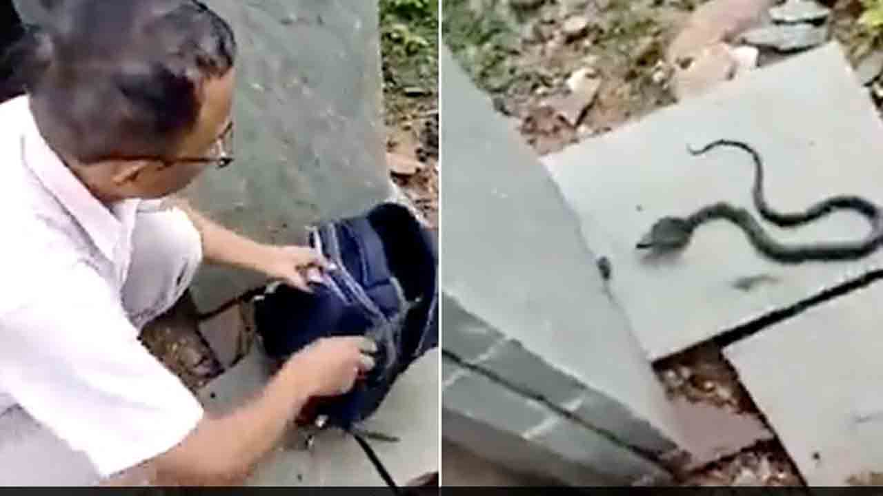 విద్యార్థిని స్కూల్ బ్యాగులో నాగుపాము.. వీడియో విద్యార్థిని స్కూల్ బ్యాగులో నాగుపాము.. వీడియో
