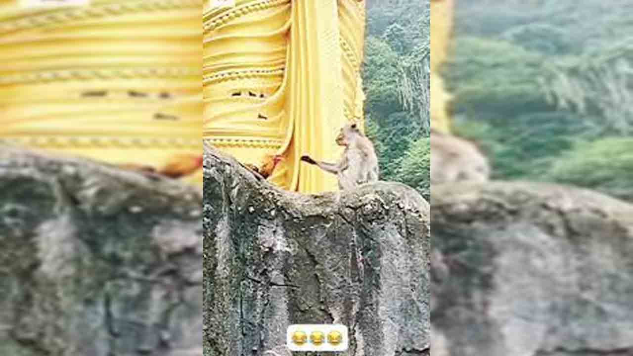 కోడి, కోతి మధ్య ఫైటింగ్.. ఫన్నీ వీడియో వైరల్ కోడి, కోతి మధ్య ఫైటింగ్.. ఫన్నీ వీడియో వైరల్
