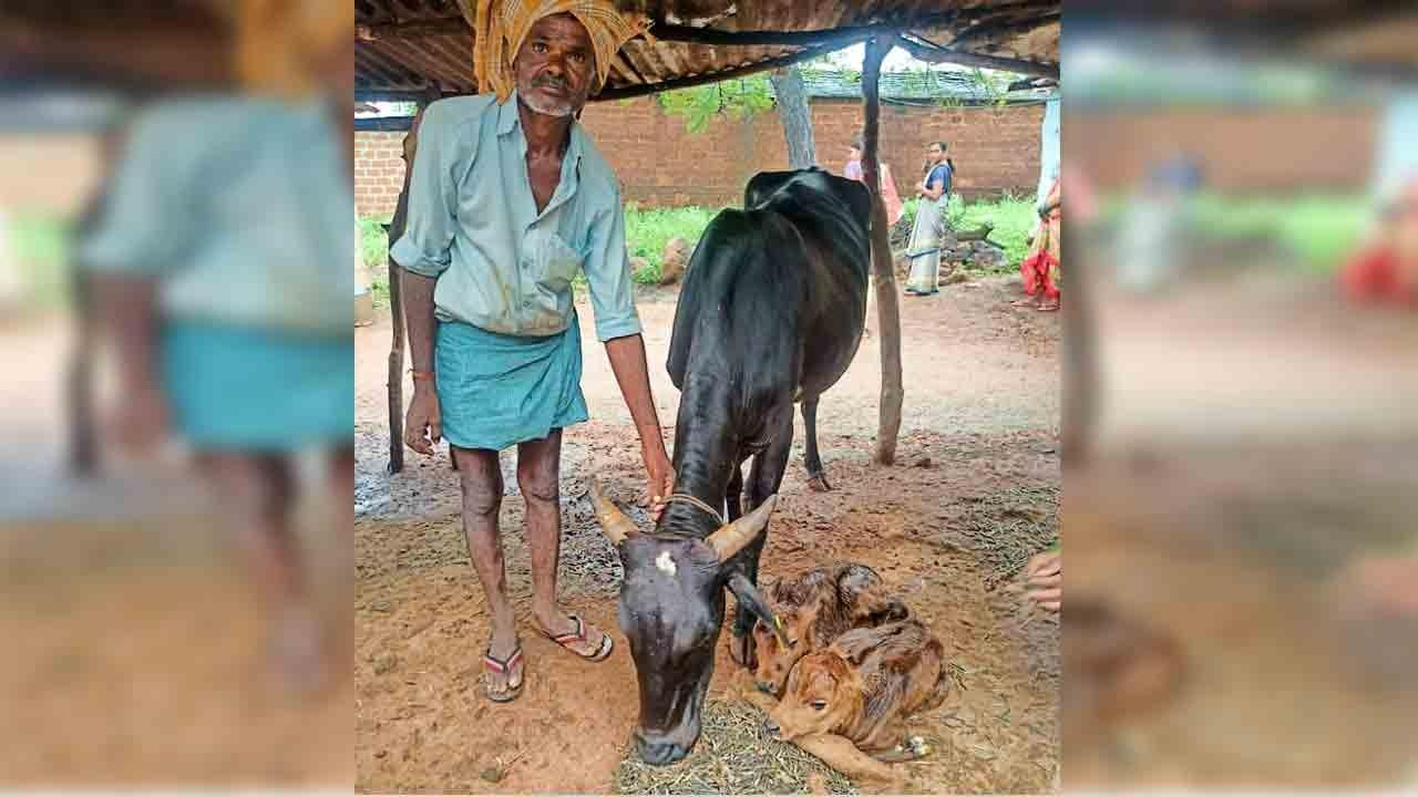 ఒకే ఈతలో రెండు దూడలకు జన్మనిచ్చిన ఆవు ఒకే ఈతలో రెండు దూడలకు జన్మనిచ్చిన ఆవు