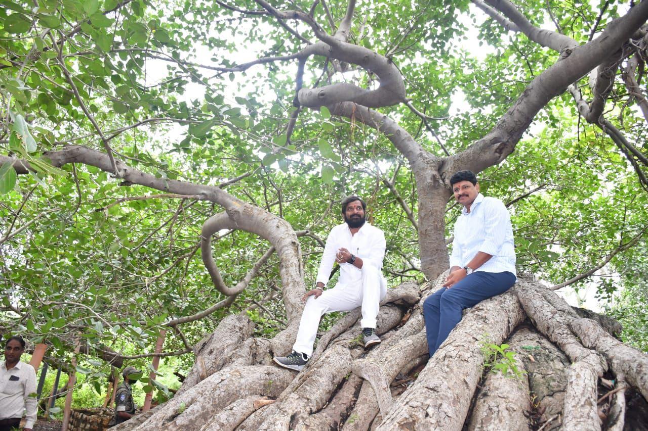 పిల్లలమర్రి సంరక్షణకు రూ.2 కోట్లు: ఎంపీ సంతోష్ కుమార్ పిల్లలమర్రి సంరక్షణకు రూ.2 కోట్లు: ఎంపీ సంతోష్ కుమార్