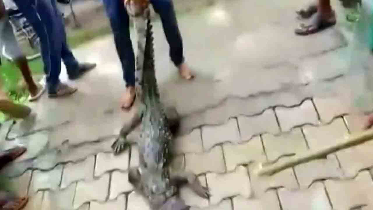 ప్రభుత్వ పాఠశాలలో ప్రత్యక్షమైన మొసలి.. భయపడ్డ విద్యార్థులు ప్రభుత్వ పాఠశాలలో ప్రత్యక్షమైన మొసలి.. భయపడ్డ విద్యార్థులు
