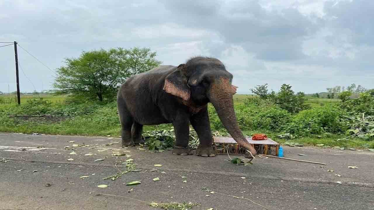 అరటి పండు ఇవ్వలేదని మావటిని చంపిన ఏనుగు అరటి పండు ఇవ్వలేదని మావటిని చంపిన ఏనుగు