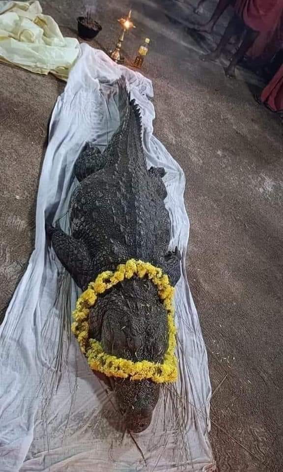 కేరళ: అనంత పద్మనాభస్వామి.. అంగరక్షకుడు ‘శాఖాహార మొసలి’ మృతి కేరళ: అనంత పద్మనాభస్వామి.. అంగరక్షకుడు ‘శాఖాహార మొసలి’ మృతి