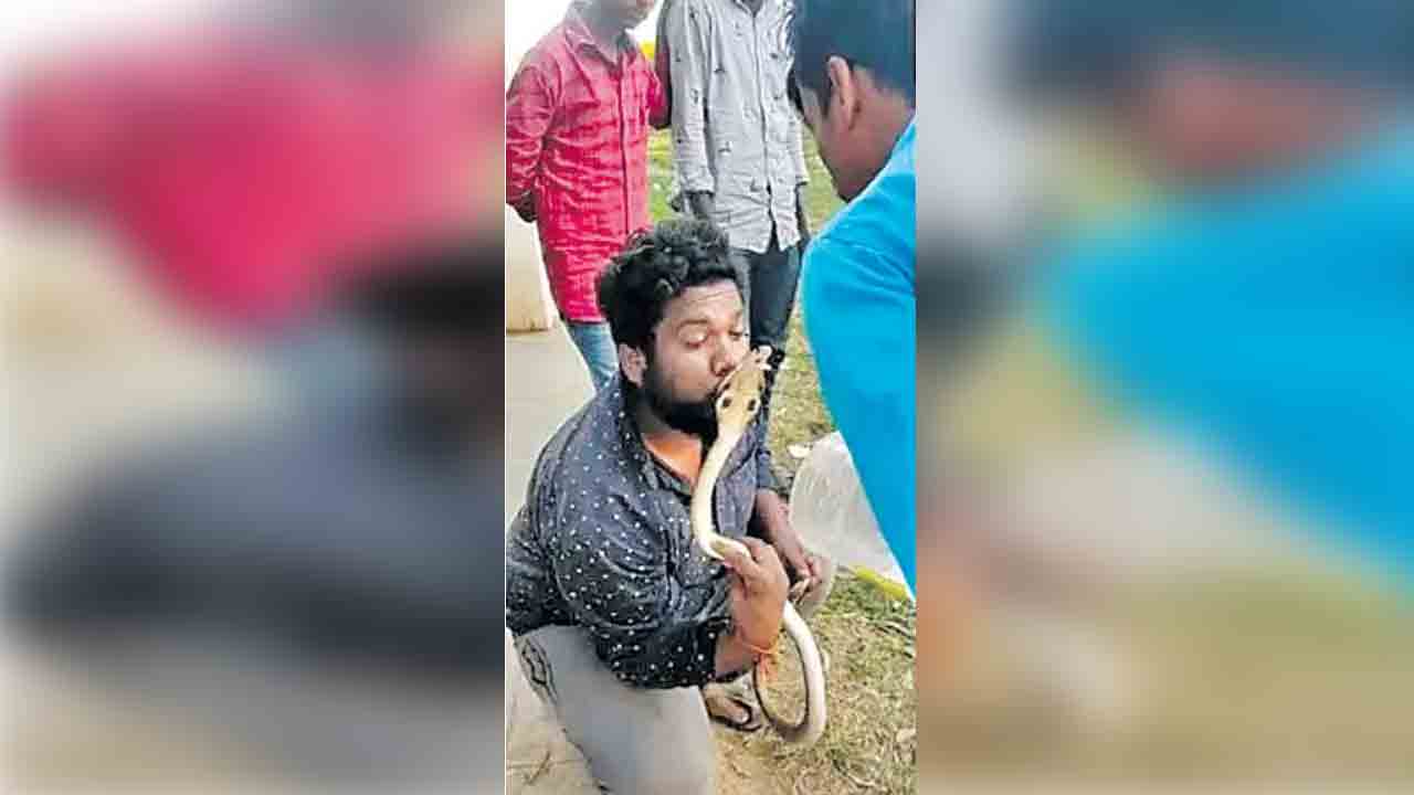 నాగుపాము పడగకు ముద్దు పెట్టాడు.. ఆ తర్వాత? (Video) నాగుపాము పడగకు ముద్దు పెట్టాడు.. ఆ తర్వాత? (Video)