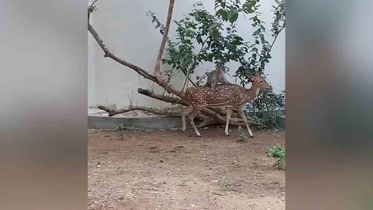 స్నేహమంటే ఇదేరా.. జింకపై కోతి షికారు.. వీడియో వైరల్ స్నేహమంటే ఇదేరా.. జింకపై కోతి షికారు.. వీడియో వైరల్
