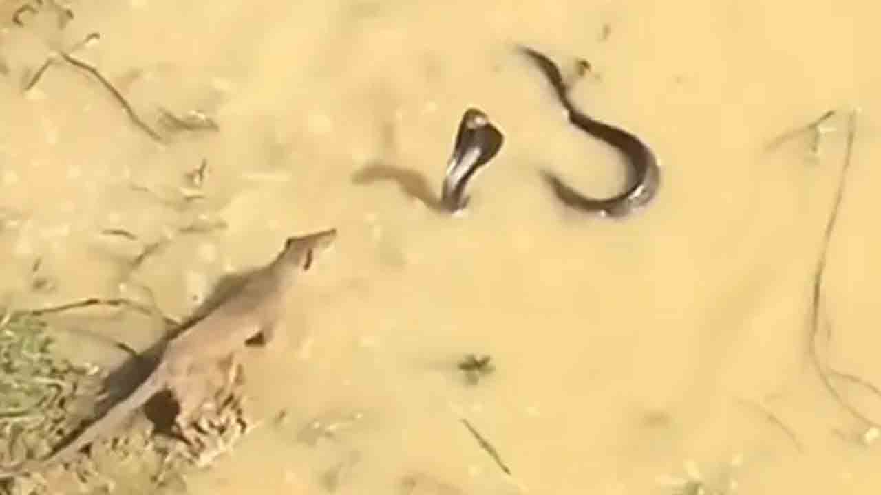 ముంగీస – నాగుపాము మధ్య భీకర యుద్ధం.. వీడియో వైరల్ ముంగీస – నాగుపాము మధ్య భీకర యుద్ధం.. వీడియో వైరల్