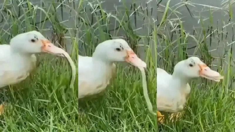 Viral Video | పామును ఆమాంతం మింగేసిన బాతు..! Viral Video | పామును ఆమాంతం మింగేసిన బాతు..!