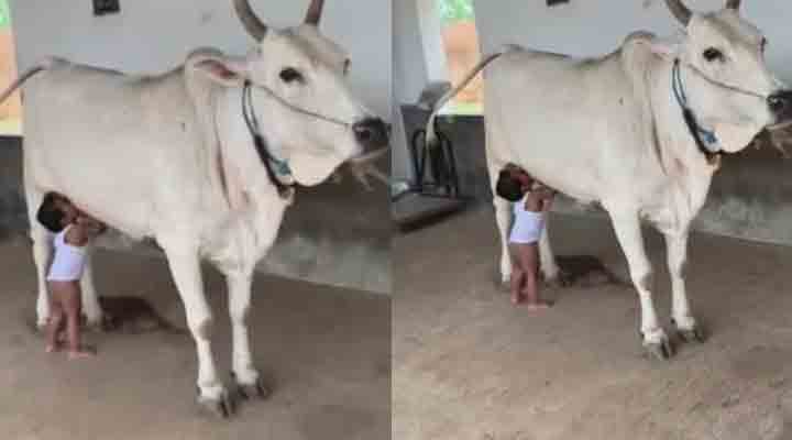 Viral Video | బాలుడికి పాలిచ్చిన ఆవు.. Viral Video | బాలుడికి పాలిచ్చిన ఆవు..