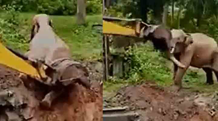 Viral Video | జేసీబీకి థ్యాంక్స్ చెప్పిన ఏనుగు.. Viral Video | జేసీబీకి థ్యాంక్స్ చెప్పిన ఏనుగు..