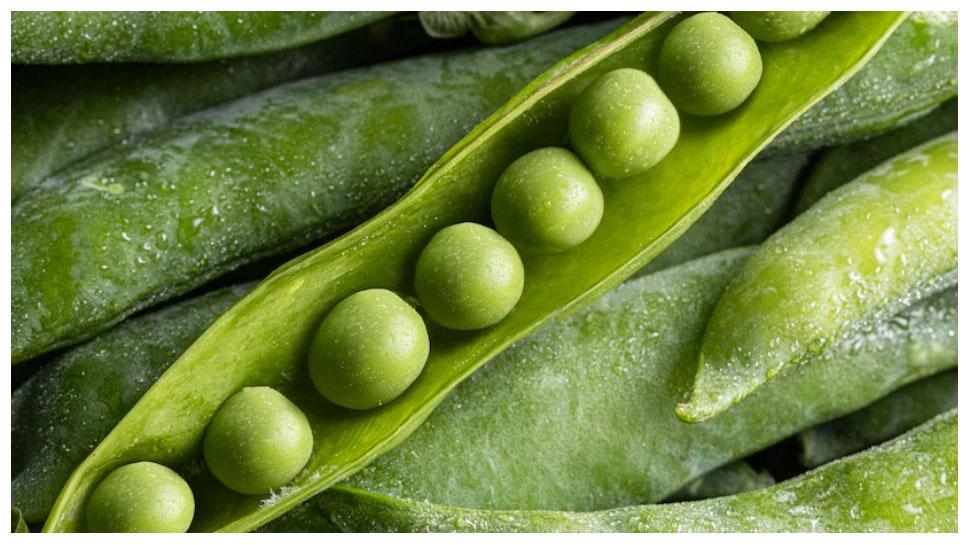 peas | పోషకాల గని బఠాని..! వీటితో ఎన్ని ఆరోగ్య ప్రయోజనాలు తెలుసుకోండి..! peas | పోషకాల గని బఠాని..! వీటితో ఎన్ని ఆరోగ్య ప్రయోజనాలు తెలుసుకోండి..!