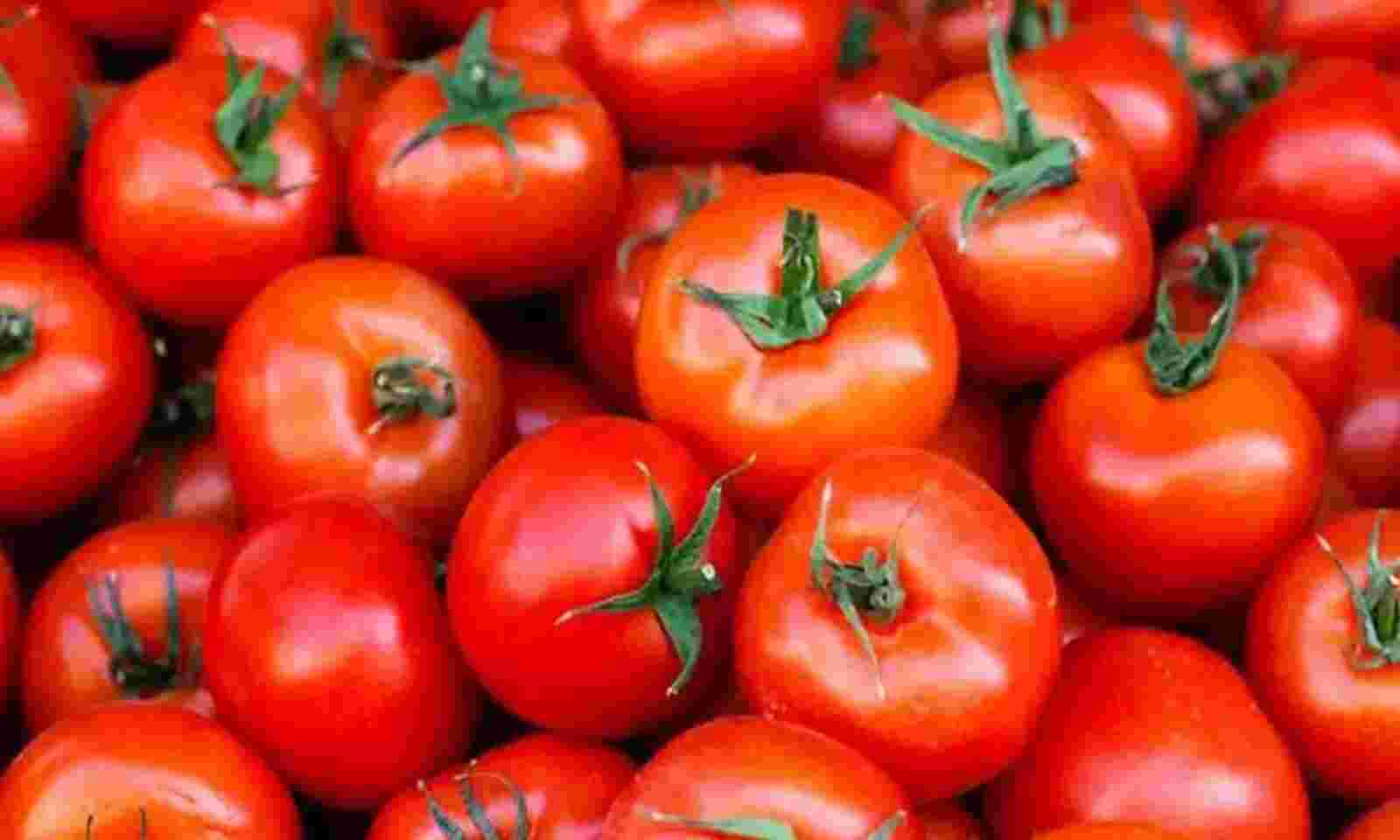 Tomato | 45 రోజుల్లో 4 కోట్ల ఆదాయం! ఏపీ రైతు మురళి విజయగాధ Tomato | 45 రోజుల్లో 4 కోట్ల ఆదాయం! ఏపీ రైతు మురళి విజయగాధ