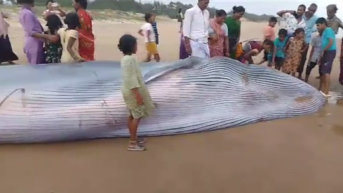 Srikakulam | తీరానికి కొట్టుకొచ్చిన.. అరుదైన 5 టన్నుల నీలి తిమింగలం Srikakulam | తీరానికి కొట్టుకొచ్చిన.. అరుదైన 5 టన్నుల నీలి తిమింగలం